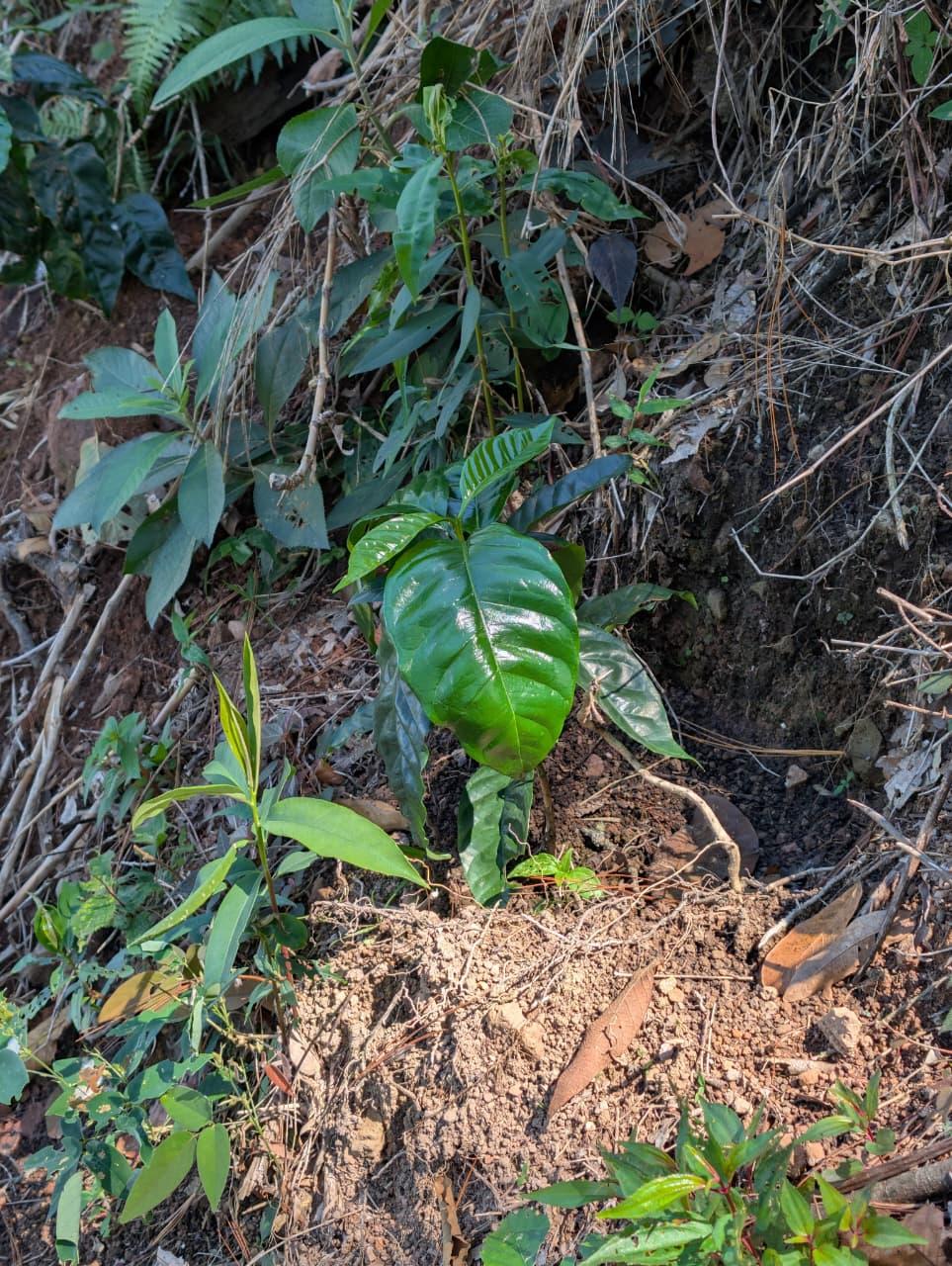 Planta de café joven recién sembrada en la finca
